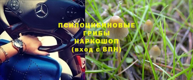 Галлюциногенные грибы MAGIC MUSHROOMS  omg маркетплейс  Кемерово  наркошоп 